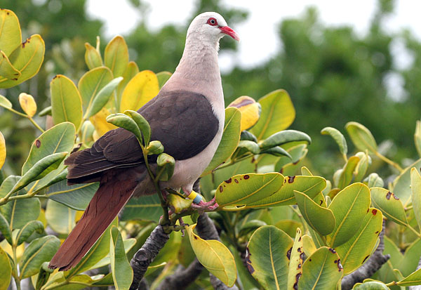 pink pigeon mauritius